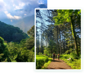 Forest Bathing in Los Angeles | Integral Forest Bathing